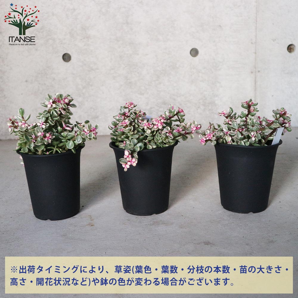 直接引取□大木ポーチュラカリア・アフラ/165cm/庭木や地植えにも□多