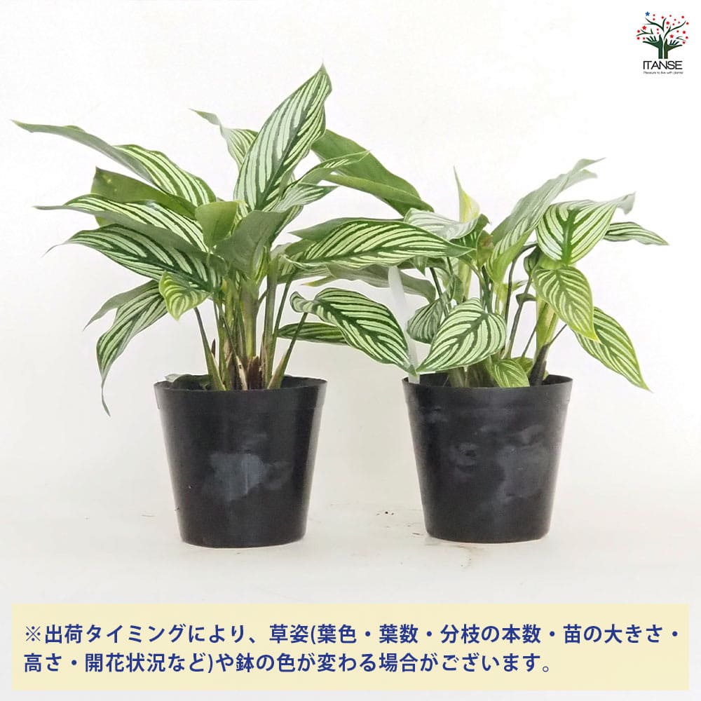 カラテア エリプティカ ビッタタ 【観葉植物 3号】｜ 【植物の 