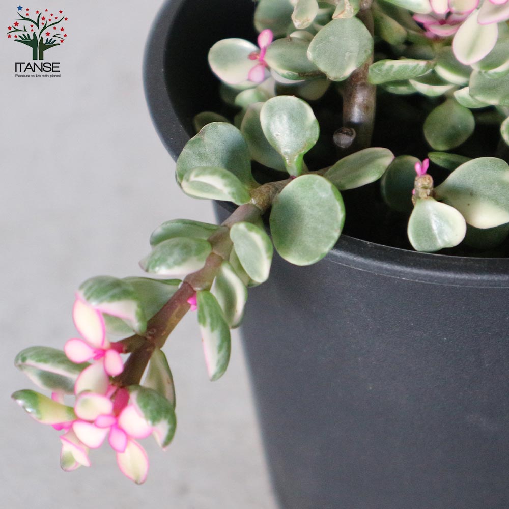 ポーチュラカリア・桃子の舞(ももこのまい)【多肉植物 3.5～4号ポット