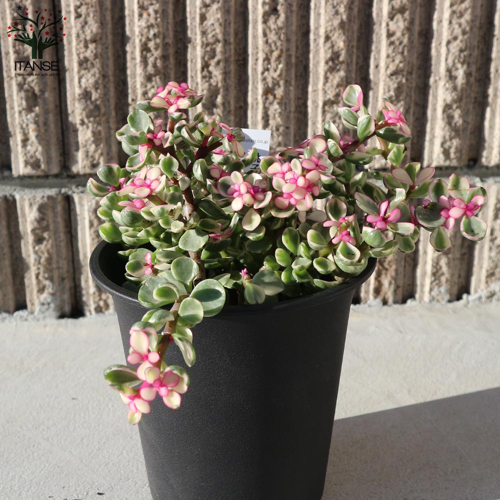 ポーチュラカリア・桃子の舞(ももこのまい)【多肉植物 3.5～4号ポット