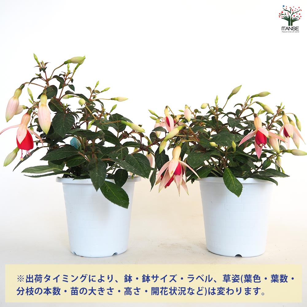 フクシア 品種花色MIX見計らい 【花木苗 4号】｜ 【植物のITANSE