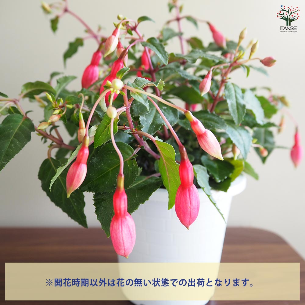 フクシア 品種花色MIX見計らい 【花木苗 4号】｜ 【植物のITANSE