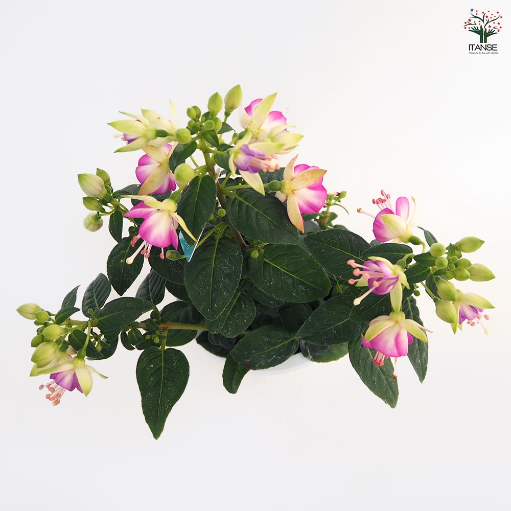 フクシア 品種花色MIX見計らい 【花木苗 4号】｜ 【植物の