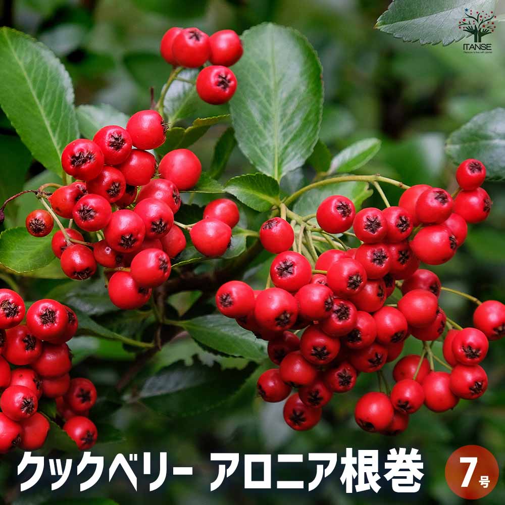 クックベリー アロニア根巻 【果樹の苗木 10号／1個売り】｜ 【植物の
