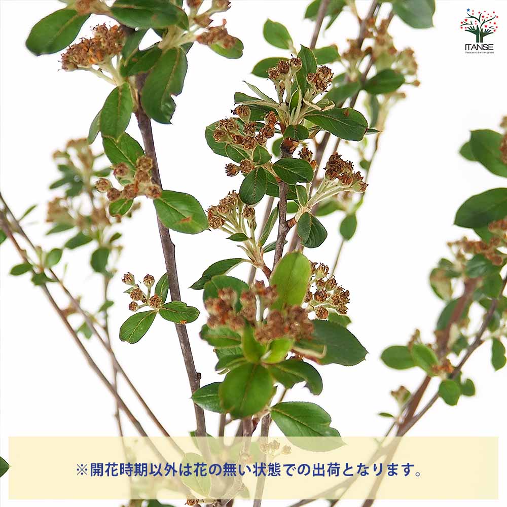 クックベリー アロニア根巻 【果樹の苗木 10号／1個売り】｜ 【植物の