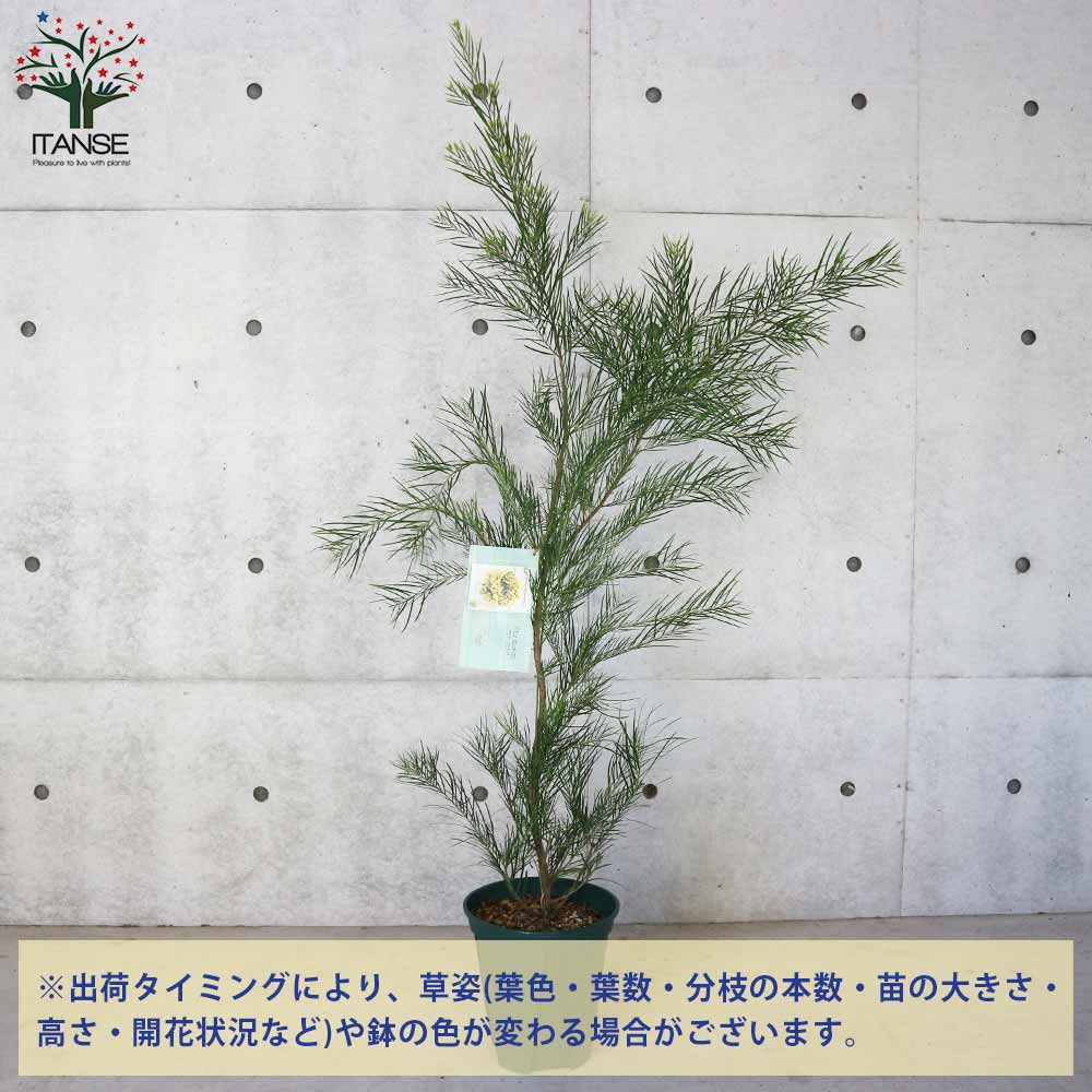 アカシア・フロリブンダ【庭木 8号スリット鉢大苗／1個売り