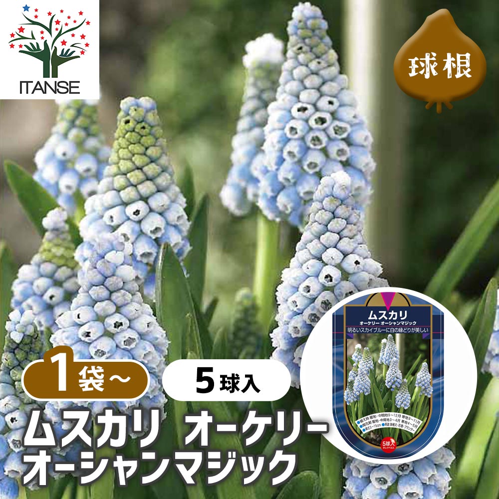 6月発送ご希望 ムスカリ球根 0435-001-02.jpg