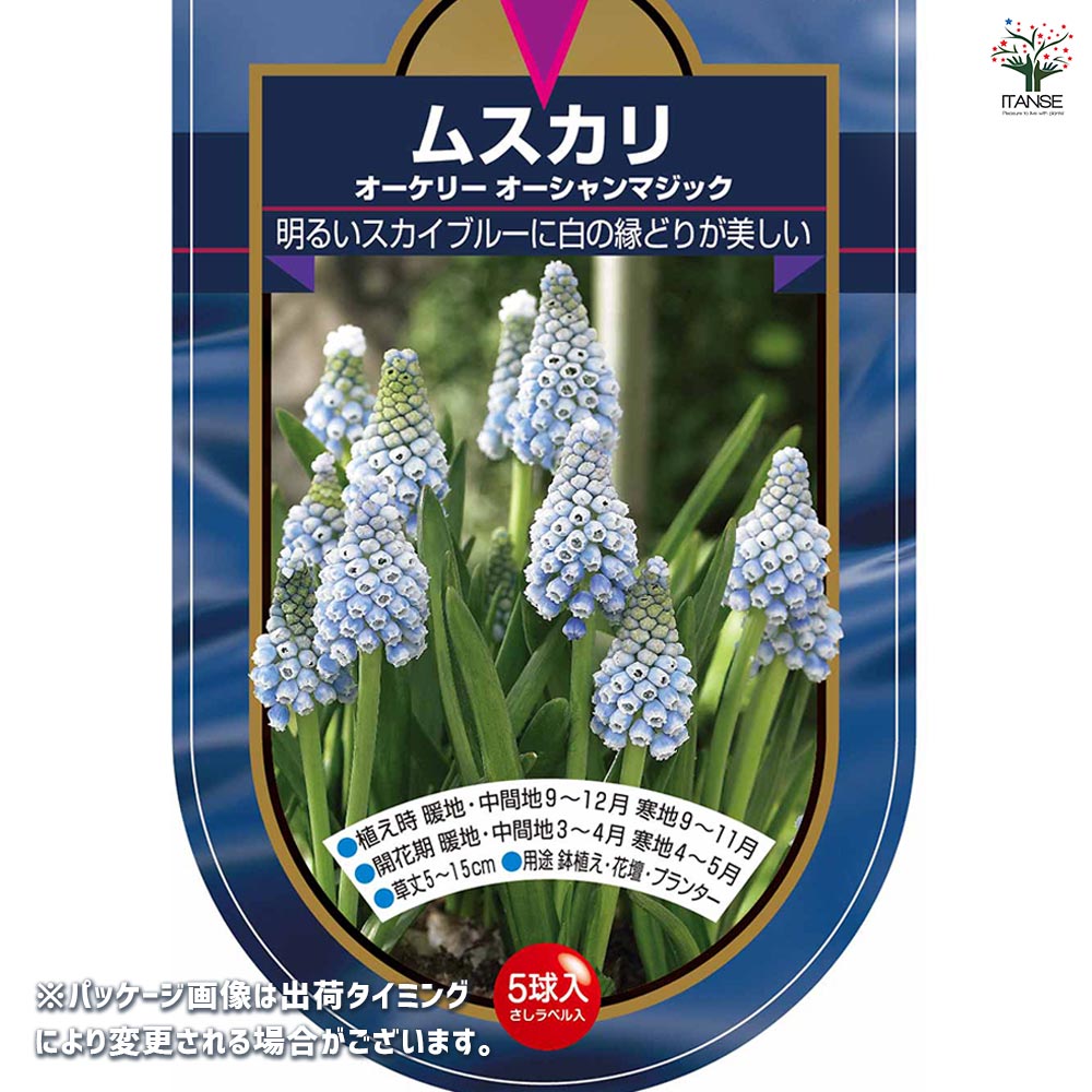 球根 ムスカリ オーケリー オーシャンマジック 【花球根 5球】