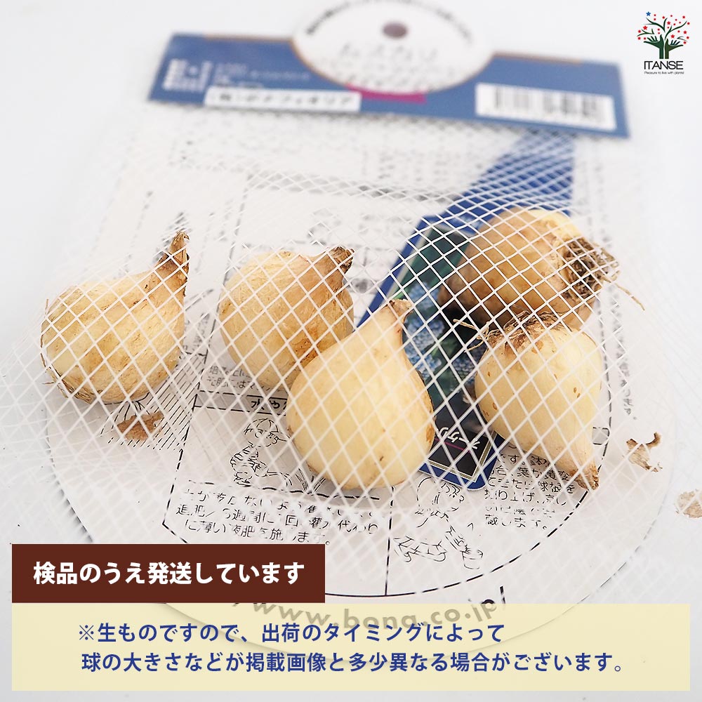 球根 ムスカリ オーケリー オーシャンマジック 【花球根 5球