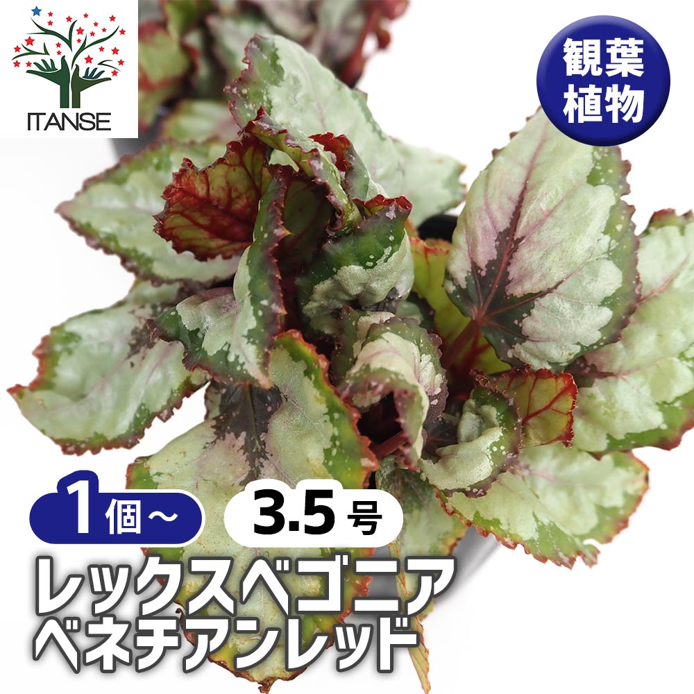 レックスベゴニア ベネチアンレッド 【観葉植物 3.5号】