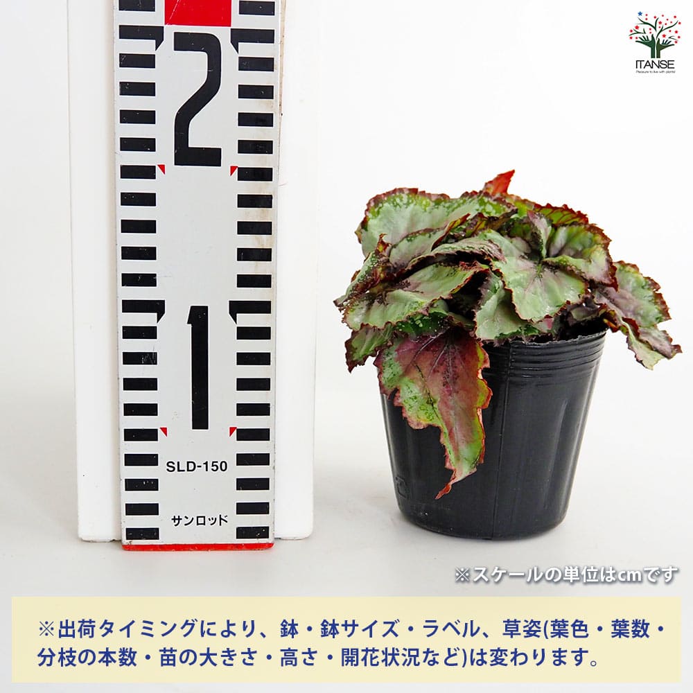 レックスベゴニア ベネチアンレッド 【観葉植物 3.5号】
