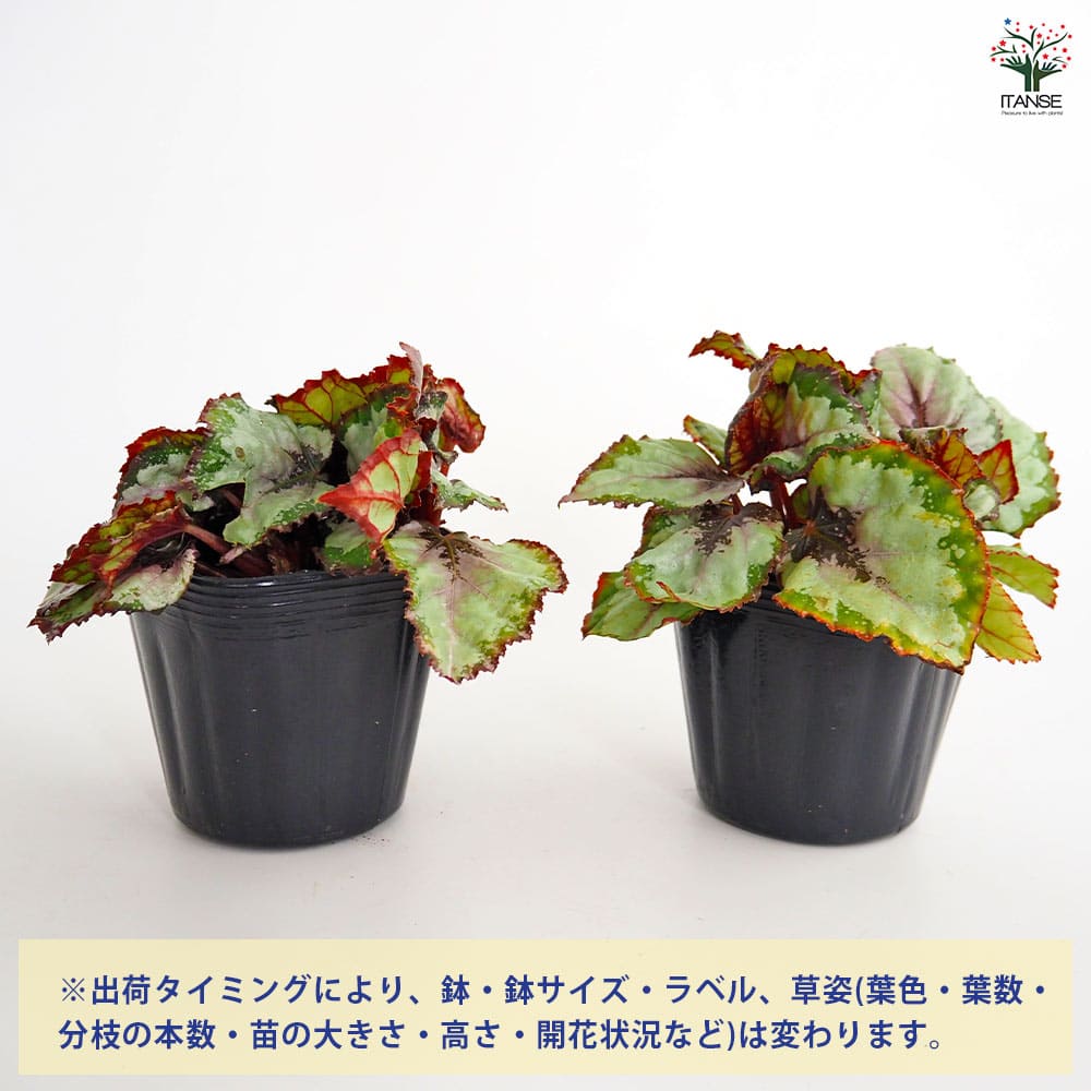レックスベゴニア ベネチアンレッド 【観葉植物 3.5号】
