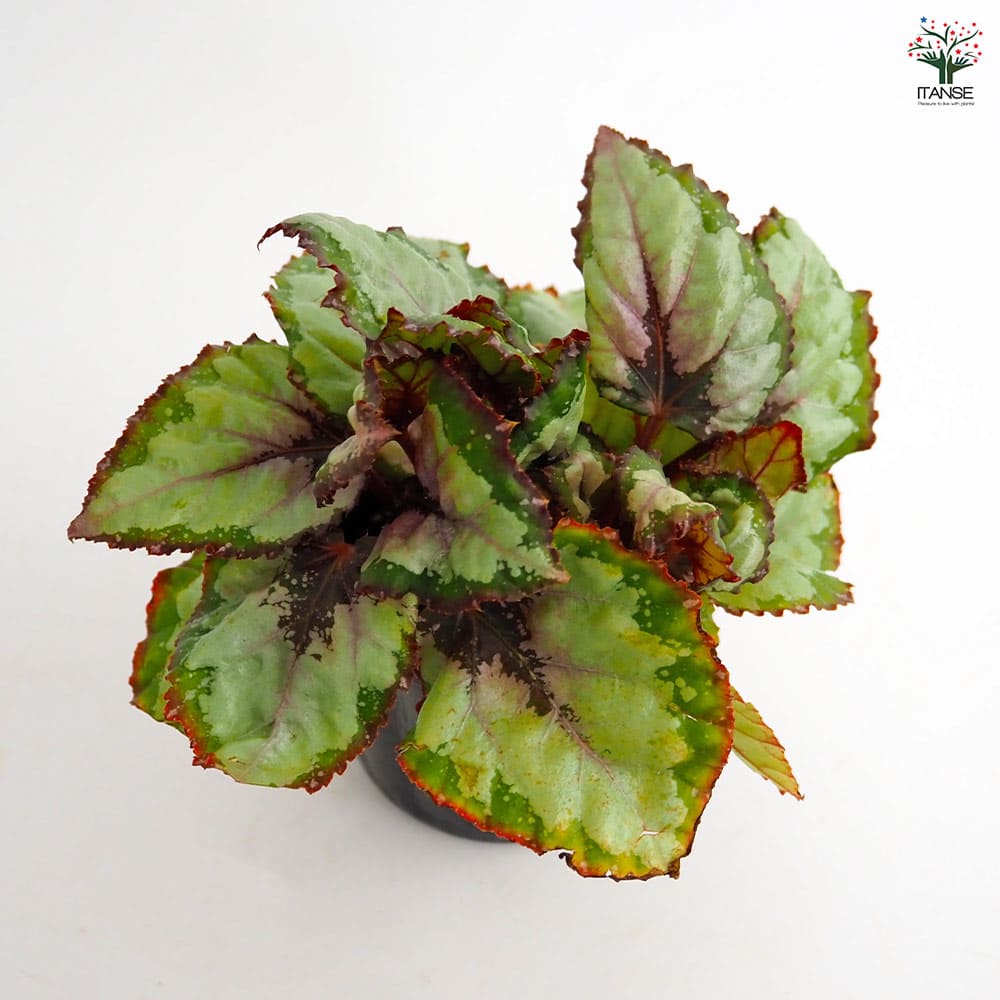 レックスベゴニア ベネチアンレッド 【観葉植物 3.5号】