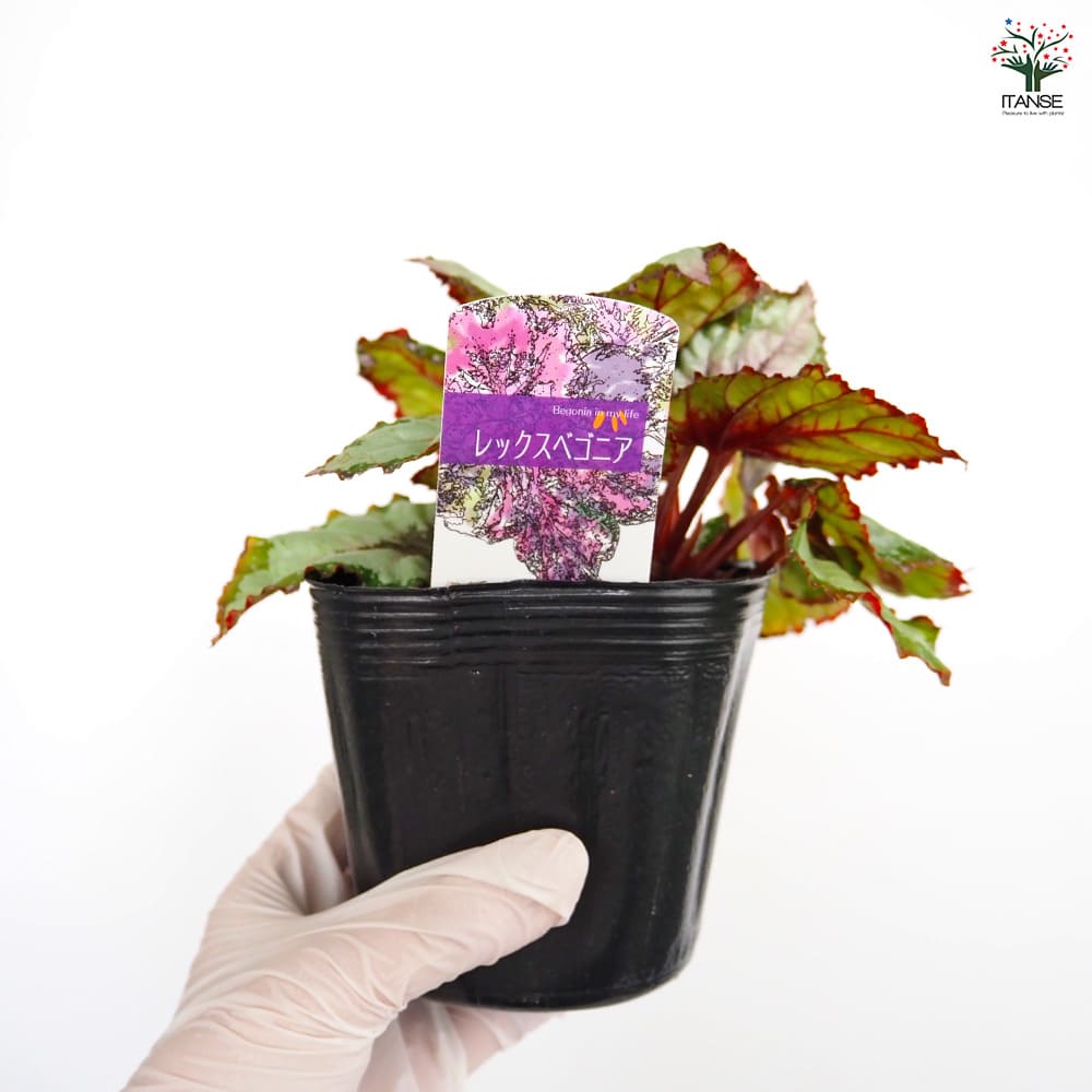 レックスベゴニア ベネチアンレッド 【観葉植物 3.5号】