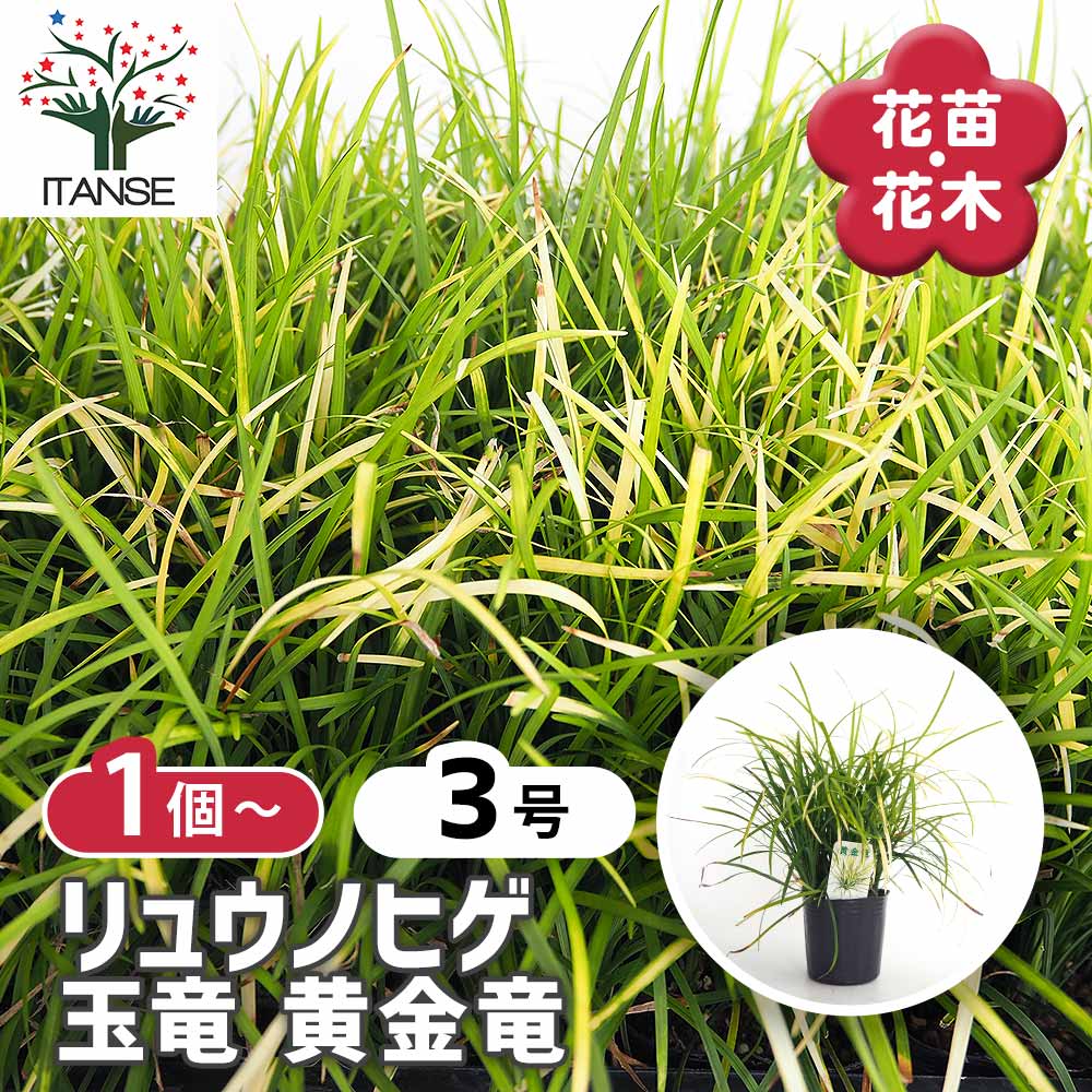リュウノヒゲ 玉竜 黄金竜 【花苗 3号】｜ 【植物のITANSE