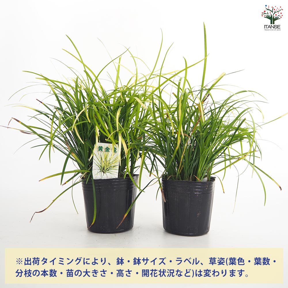 リュウノヒゲ 玉竜 黄金竜 【花苗 3号】｜ 【植物のITANSE】全品