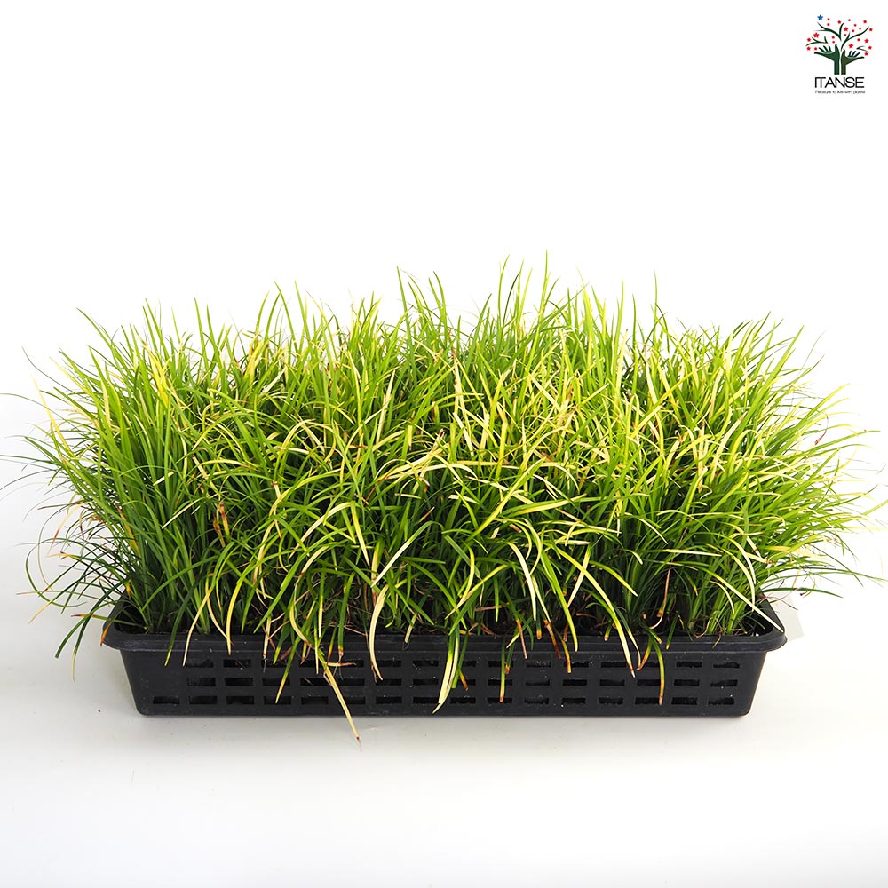 リュウノヒゲ 玉竜 黄金竜 【花苗 3号】｜ 【植物のITANSE