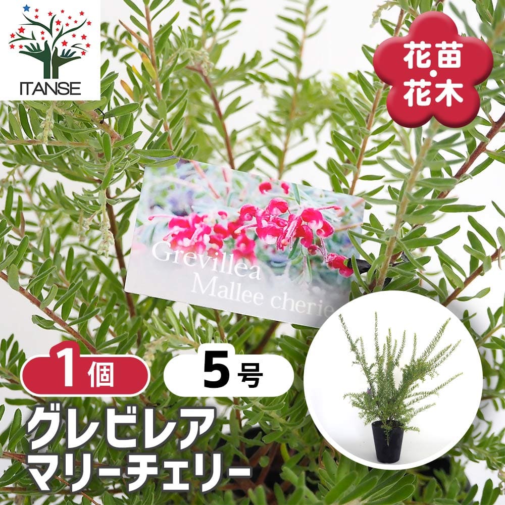 グレビレア マリーチェリー 【花木苗 5号／1個売り】｜ 【植物の