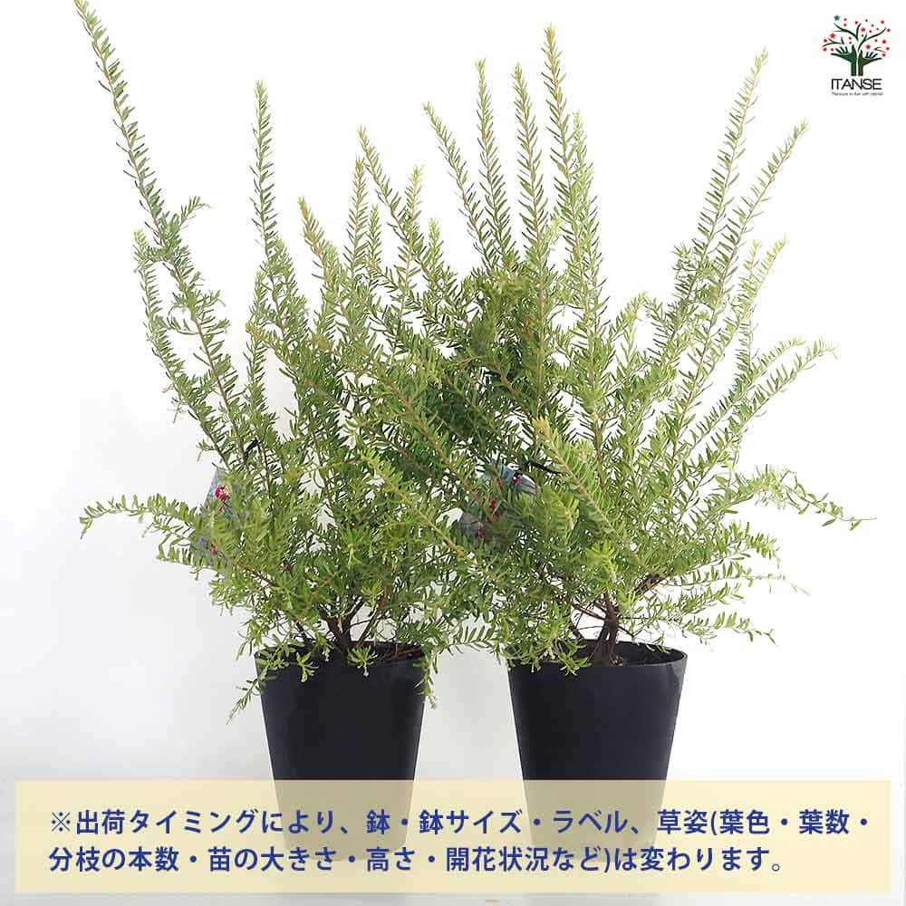 ボリューミー♡ グレビレア　マリーチェリー　鉢植え　苗　苗木　オージープランツ グレビレア マリーチェリー 【花木苗 5号／1個売り】｜ 【植物の