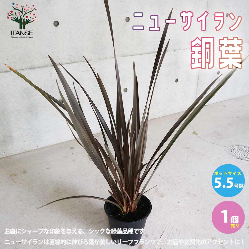 ニューサイラン(入才蘭) 銅葉の大苗 【庭木 5.5号ポット 多年草カラー