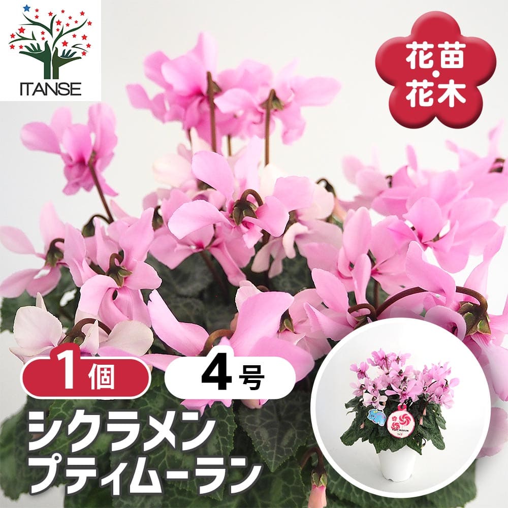 シクラメン プティムーラン