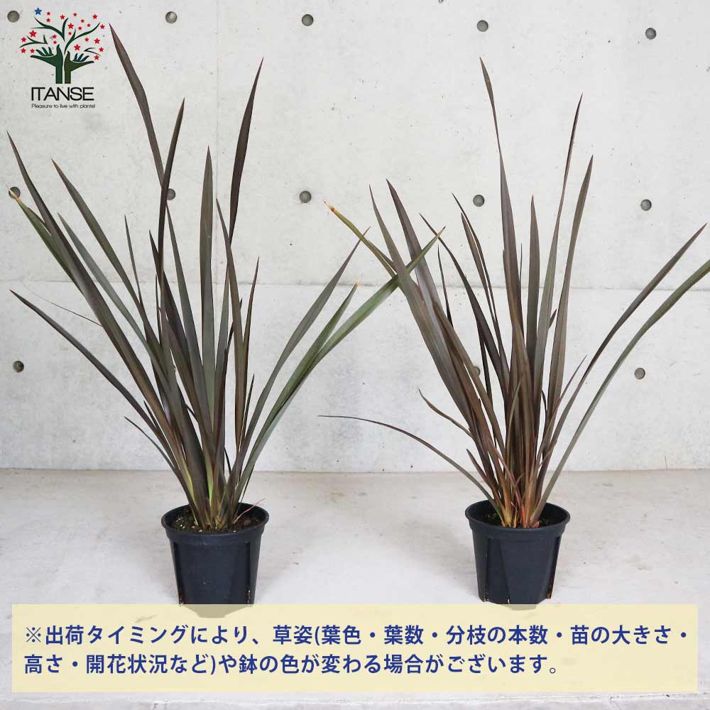 ニューサイラン(入才蘭) 銅葉の大苗 【庭木 5.5号ポット 多年草カラー