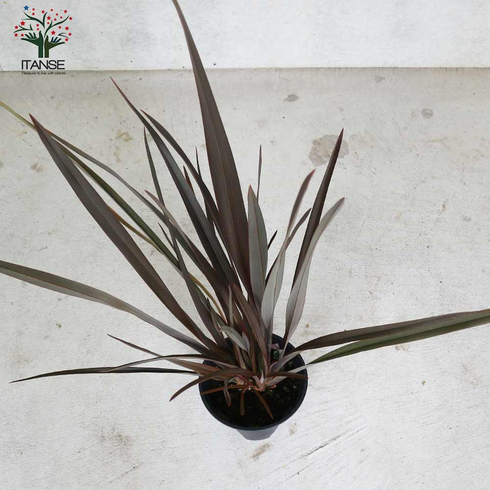 ニューサイラン(入才蘭) 銅葉の大苗 【庭木 5.5号ポット 多年草カラー