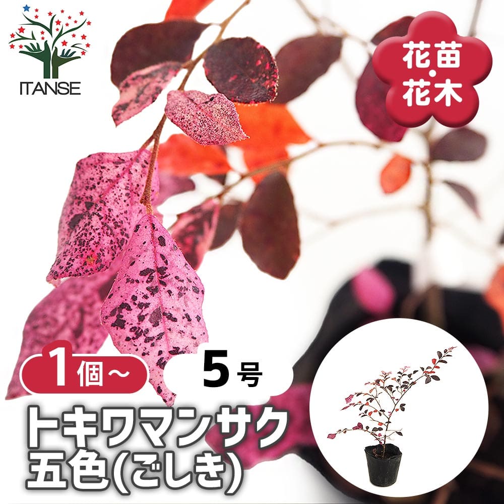 トキワマンサク 五色 【庭木 3.5号】｜ 【植物のITANSE】全品