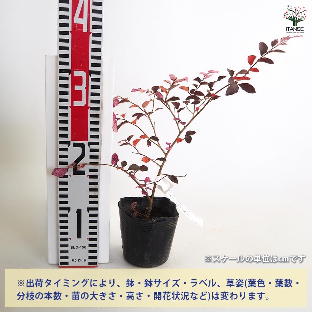 トキワマンサク 五色 【庭木 3.5号】｜ 【植物のITANSE】全品