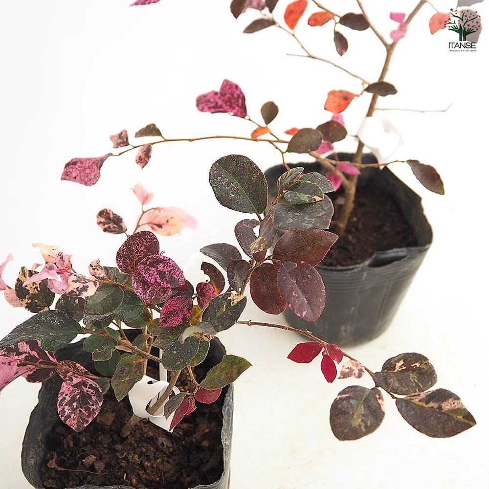 トキワマンサク 五色 【庭木 3.5号】｜ 【植物のITANSE】全品