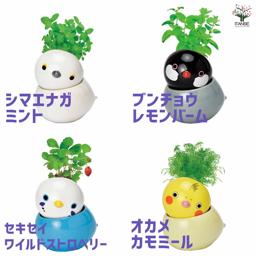 栽培セット COROCORO bird コロコロバード【おしゃれな栽培キット 】