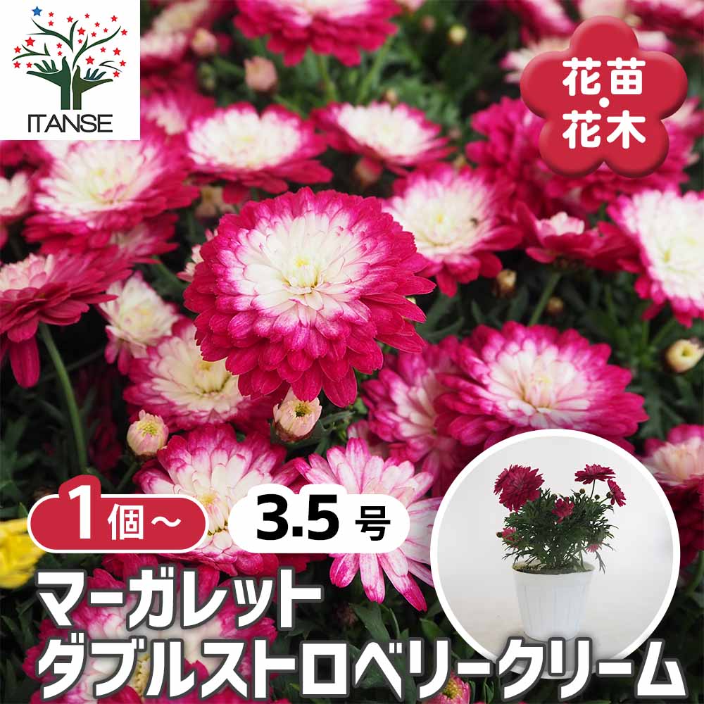 マーガレット ダブルストロベリークリーム 【花苗 3.5号】