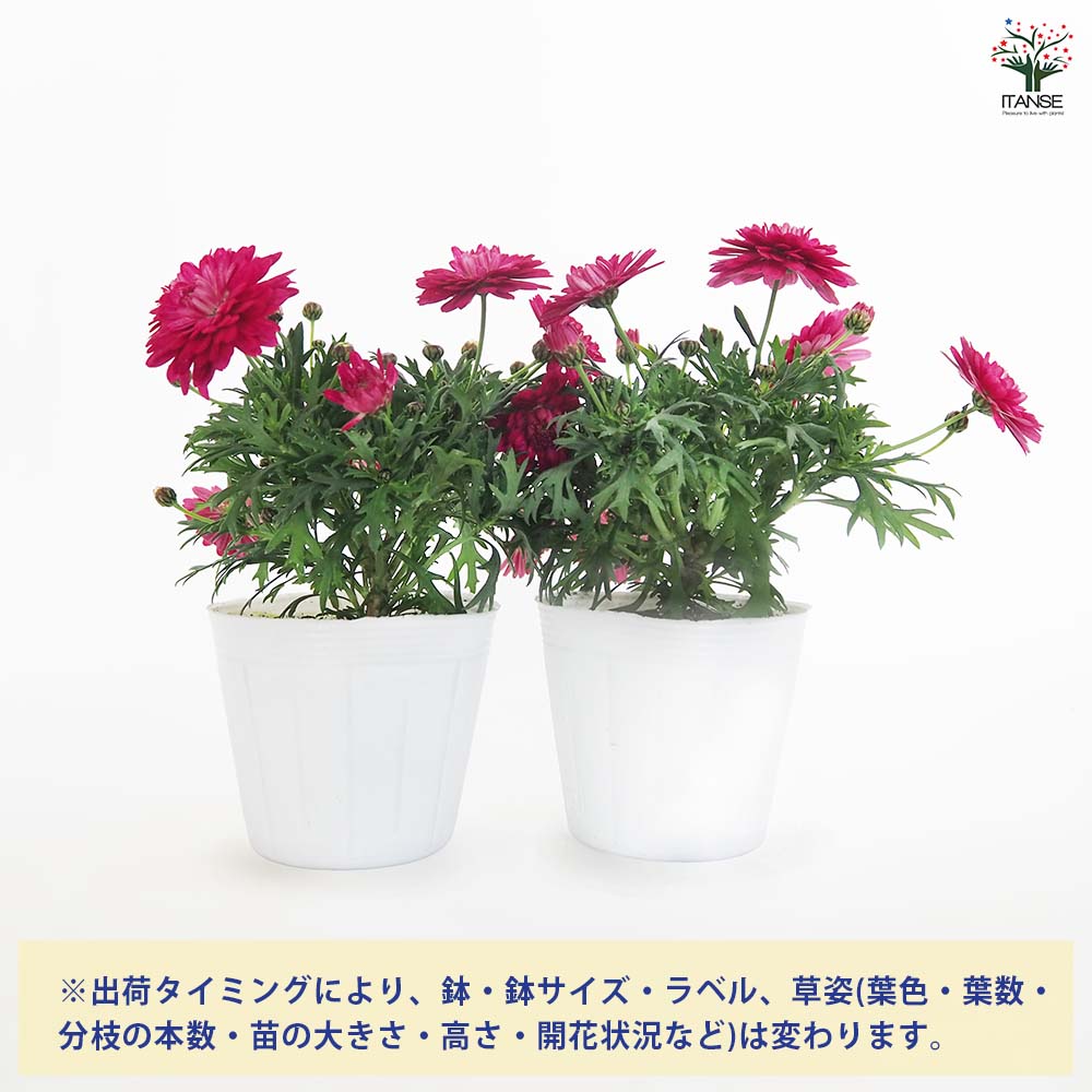 マーガレット ダブルストロベリークリーム 【花苗 3.5号】