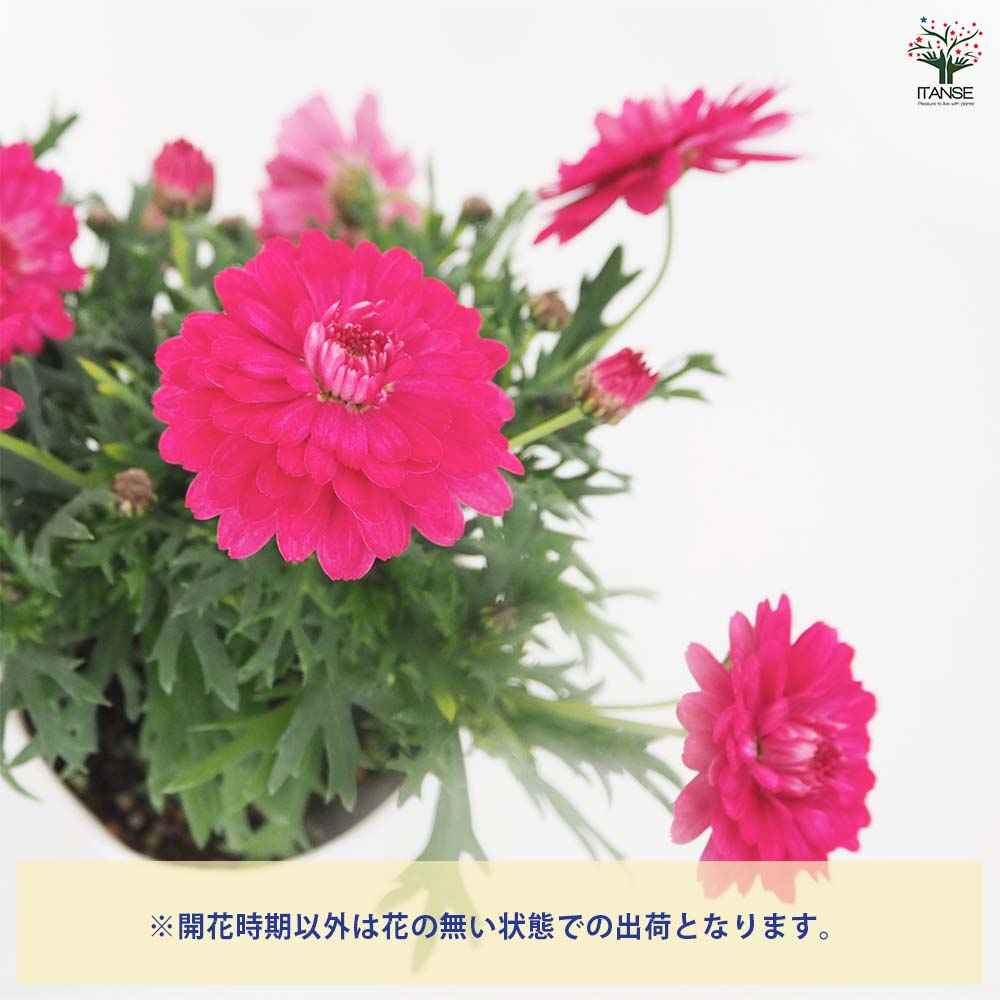 マーガレット ダブルストロベリークリーム 【花苗 3.5号】