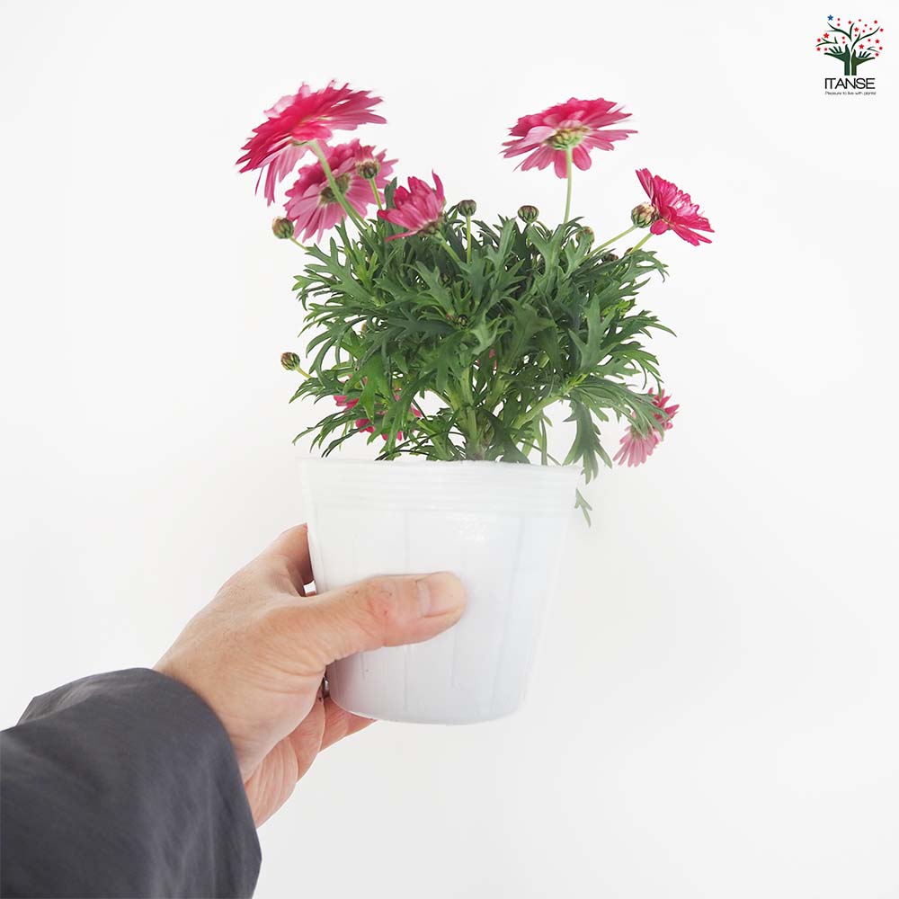 マーガレット ダブルストロベリークリーム 【花苗 3.5号】