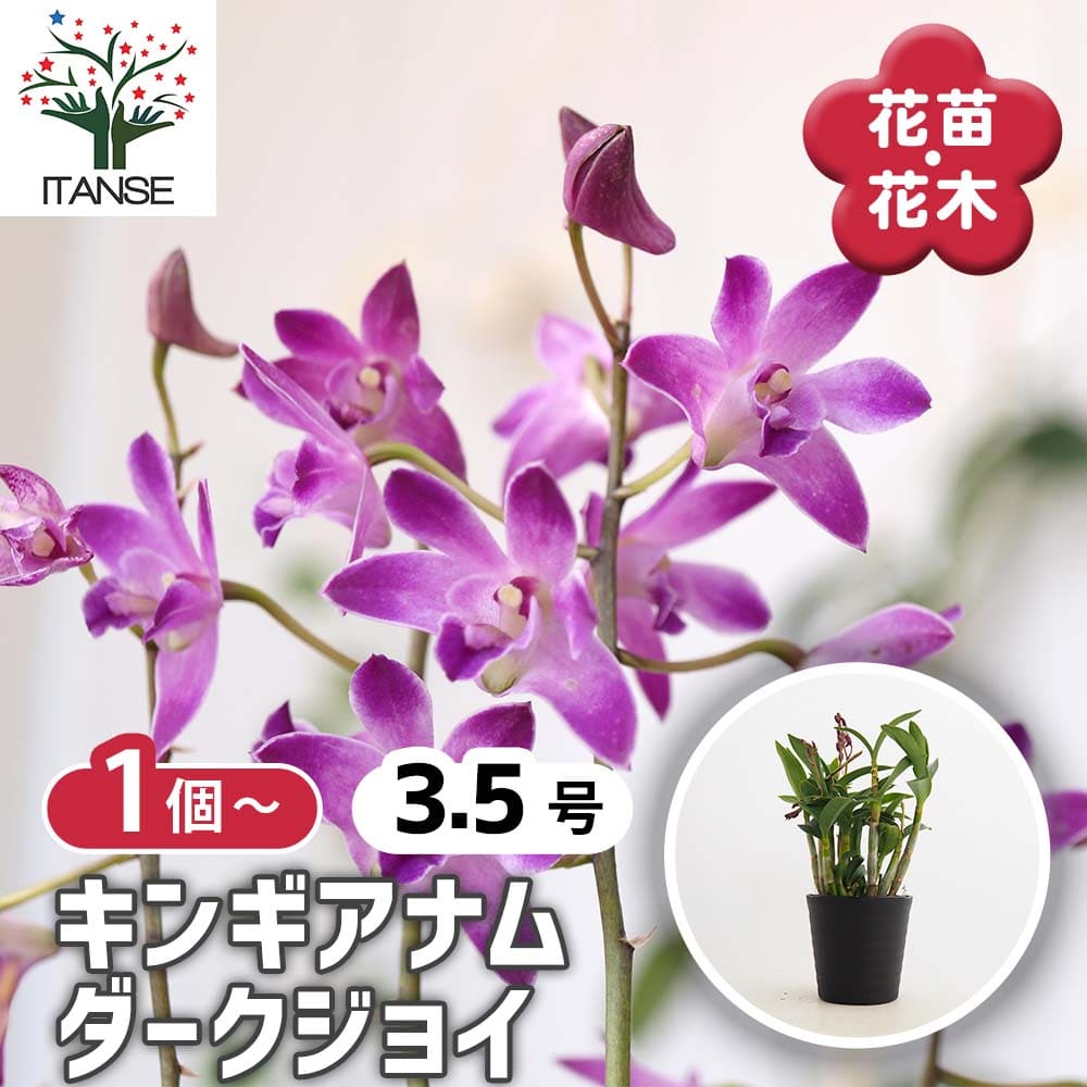 キンギアナム ダークジョイ 【花苗 3.5号】｜ 【植物のITANSE