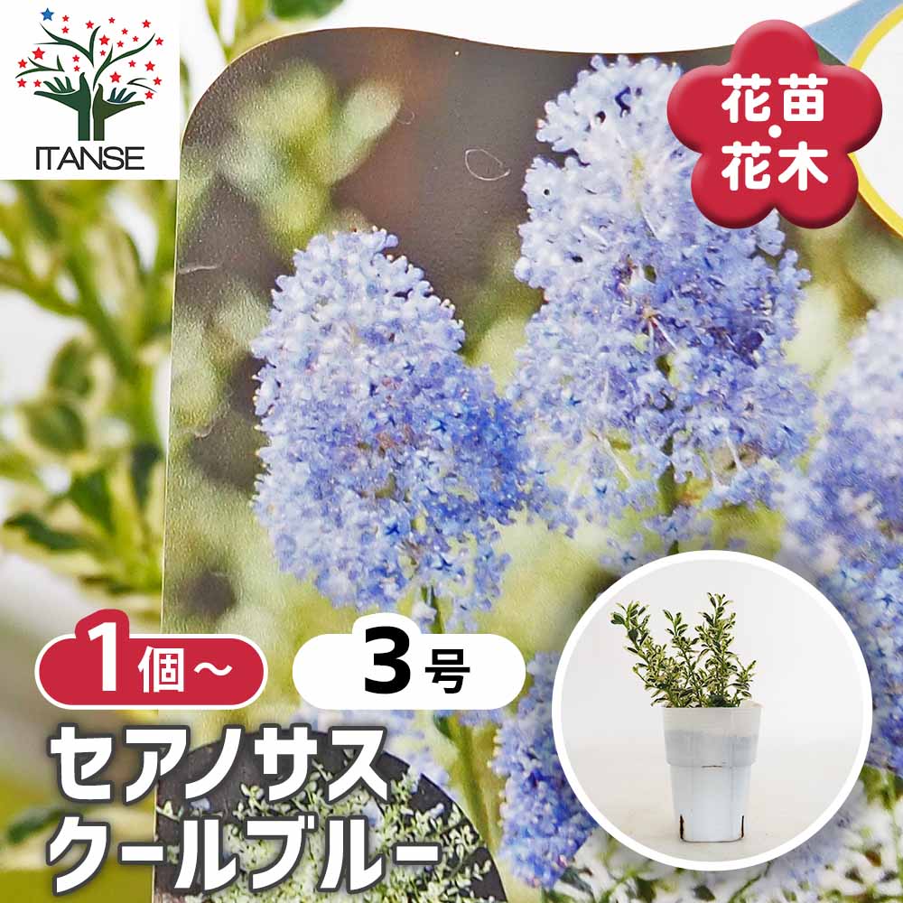 セアノサス シルシフロルス クールブルー 【花木苗 3号】｜ 【植物の