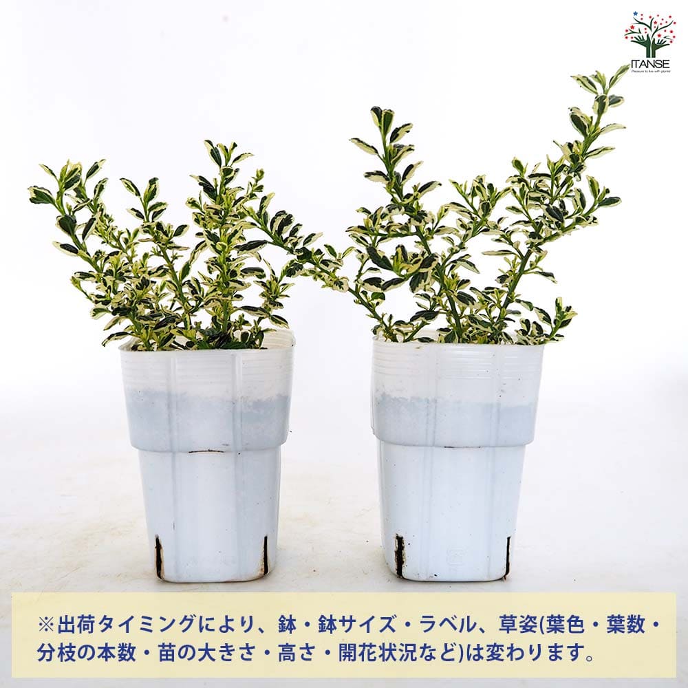 セアノサス シルシフロルス クールブルー 【花木苗 3号】｜ 【植物の