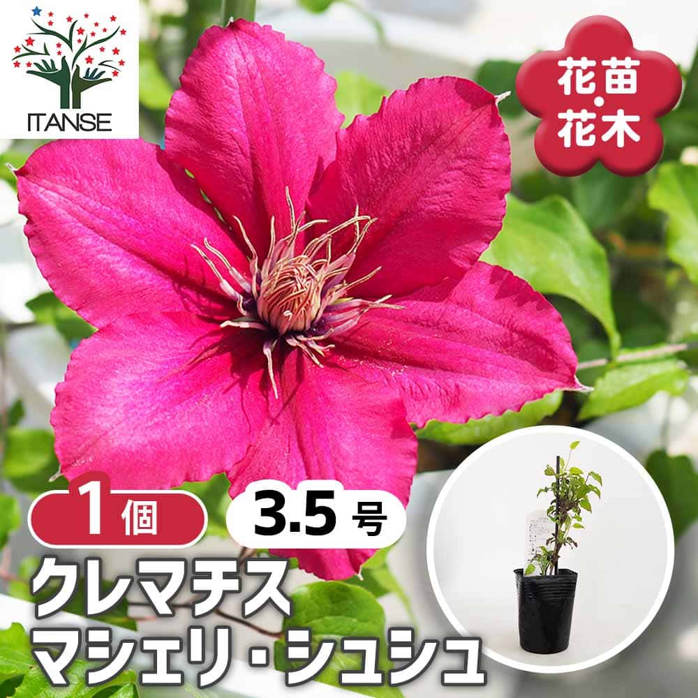 クレマチス マシェリ シュシュ 【花苗 3.5号／1個売り】｜ 【植物の