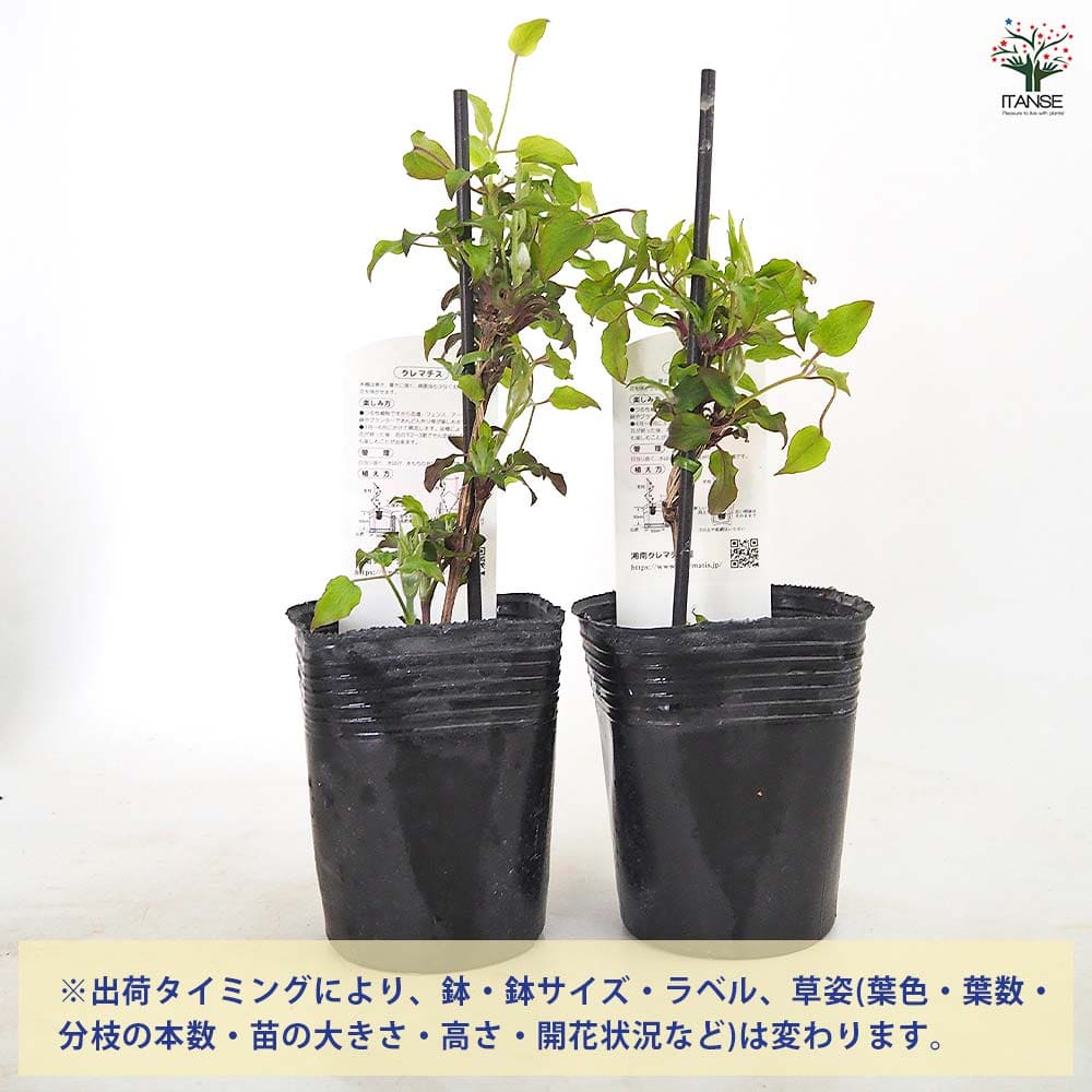 クレマチス マシェリ シュシュ 【花苗 3.5号／1個売り】｜ 【植物の
