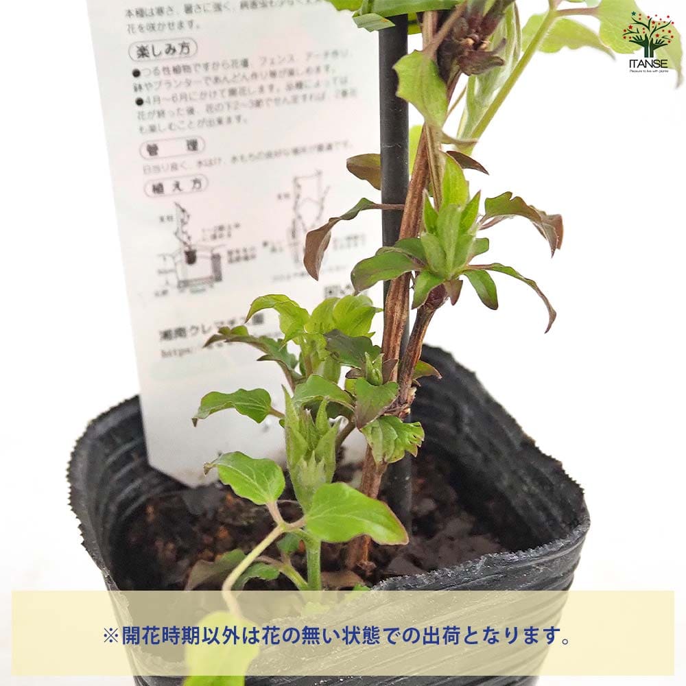 クレマチス マシェリ シュシュ 【花苗 3.5号／1個売り】｜ 【植物の