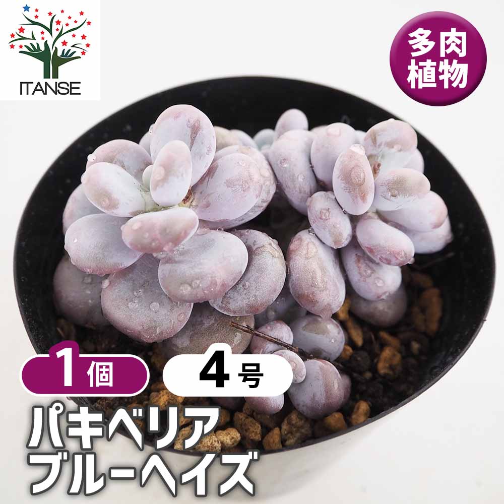 パキベリア ブルーヘイズ 【多肉植物 4号／1個売り】｜ 【植物の