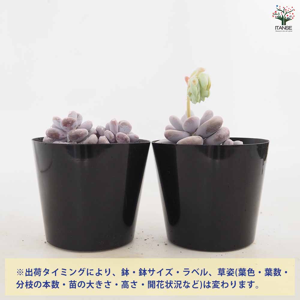 パキベリア ブルーヘイズ 【多肉植物 4号／1個売り】｜ 【植物の