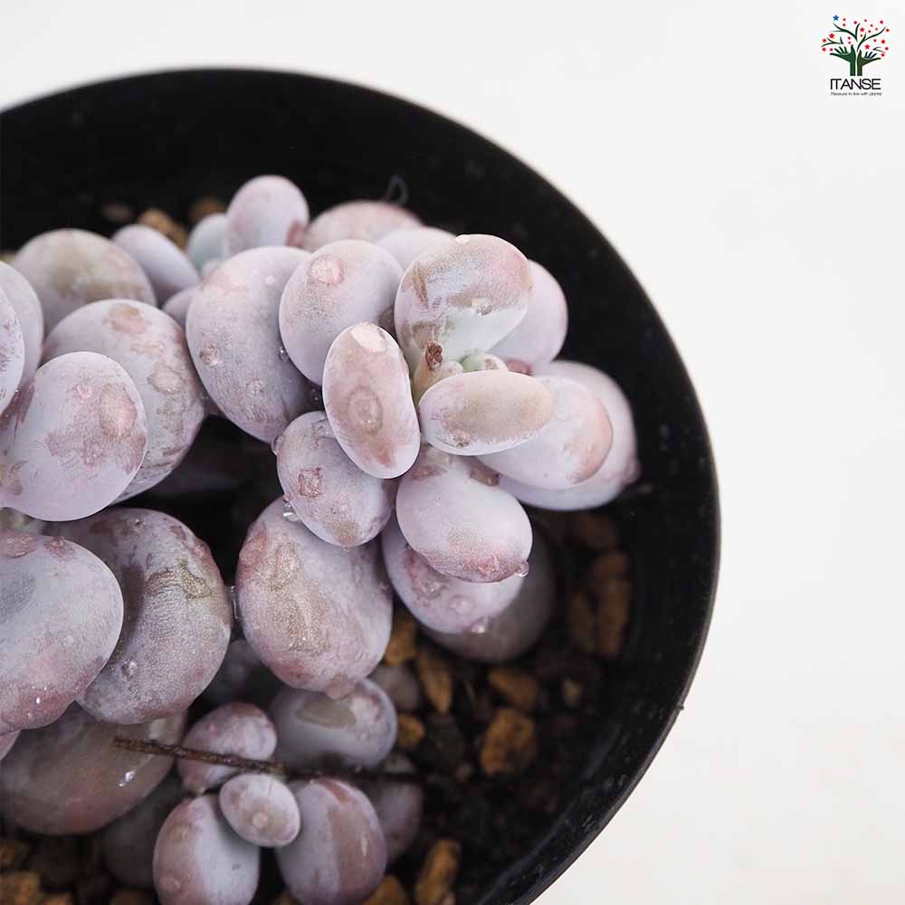 パキベリア ブルーヘイズ 【多肉植物 4号／1個売り】｜ 【植物の
