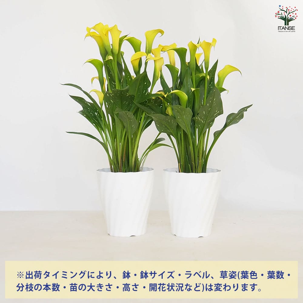 カラー 色見計らい 【花苗 5号】｜ 【植物のITANSE】全品送料