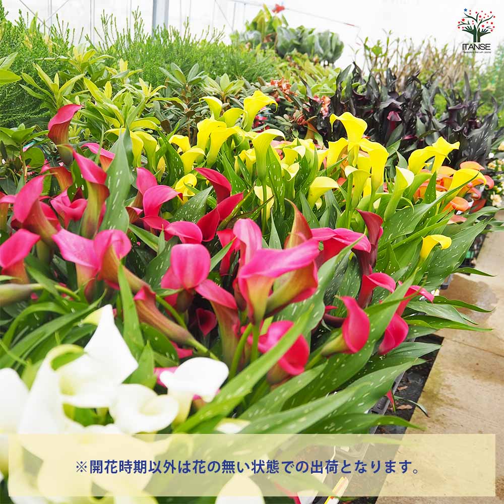 カラー 色見計らい 【花苗 5号】｜ 【植物のITANSE】全品送料