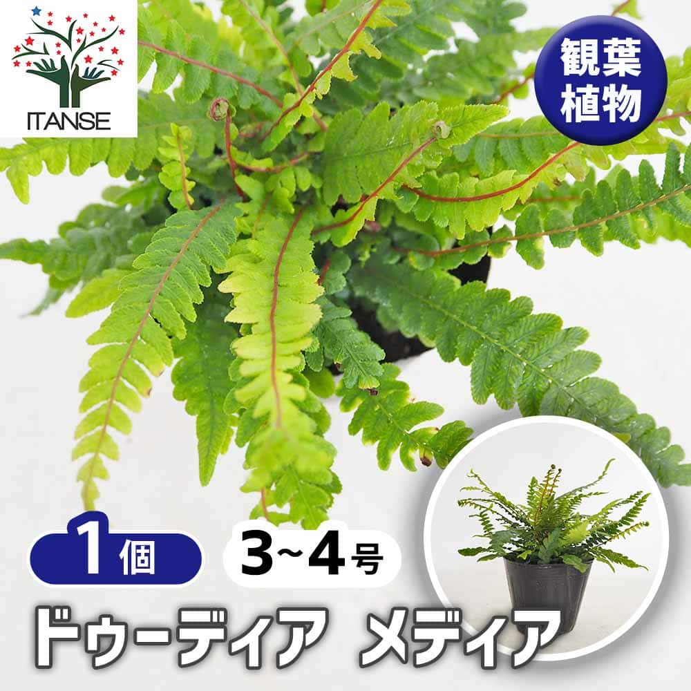 ドゥーディア メディア 【観葉植物 3号／1個売り】｜ 【植物の