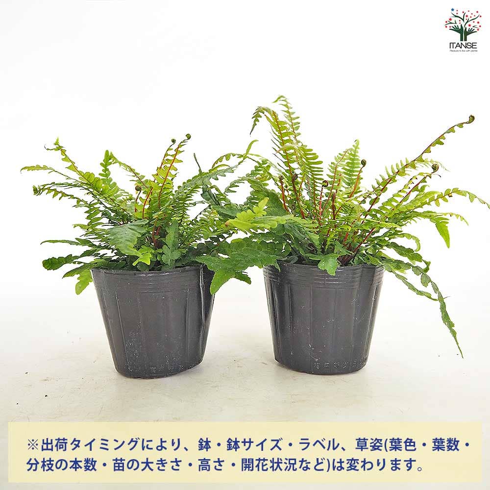 ドゥーディア メディア 【観葉植物 3号／1個売り】｜ 【植物の