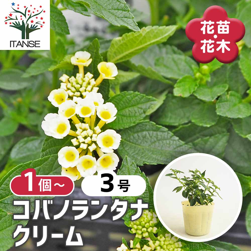 ランタナ コバノランタナ クリーム 【花苗 3号】｜ 【植物の
