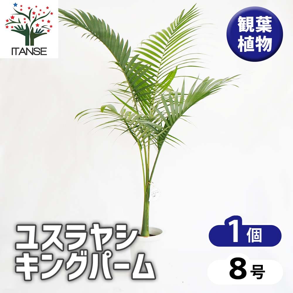 ユスラヤシ キングパーム 【観葉植物 8号／1個売り】｜ 【植物の